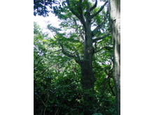 御山神社社叢「森林浴の森」