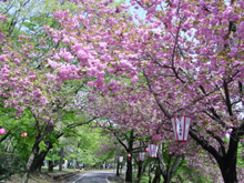6,000本の八重桜が咲き誇る倶利伽羅峠