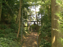 井上三輪神社のタブノキ・ウワミズザクラ
