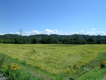 縄文遺跡が発掘された「刈安・上野堂畑遺跡」