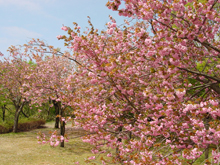 八重桜の名勝として知られる「倶利伽羅公園」