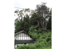 「鳥越弘願寺跡」に残るハリギリとアテの巨木
