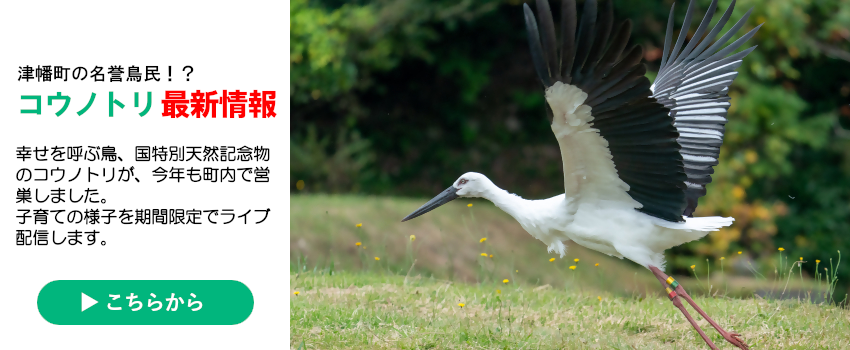 コウノトリ最新情報