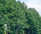 森林セラピー基地