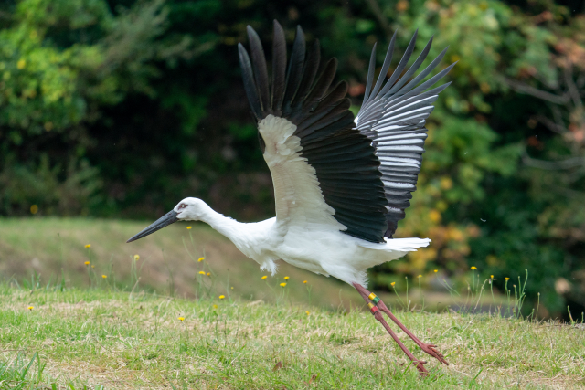コウノトリの画像
