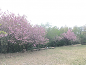 八重桜開花状況（山頂）
