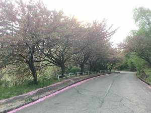 八重桜開花状況（ふもと）