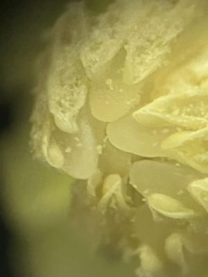 ミクロの世界へ